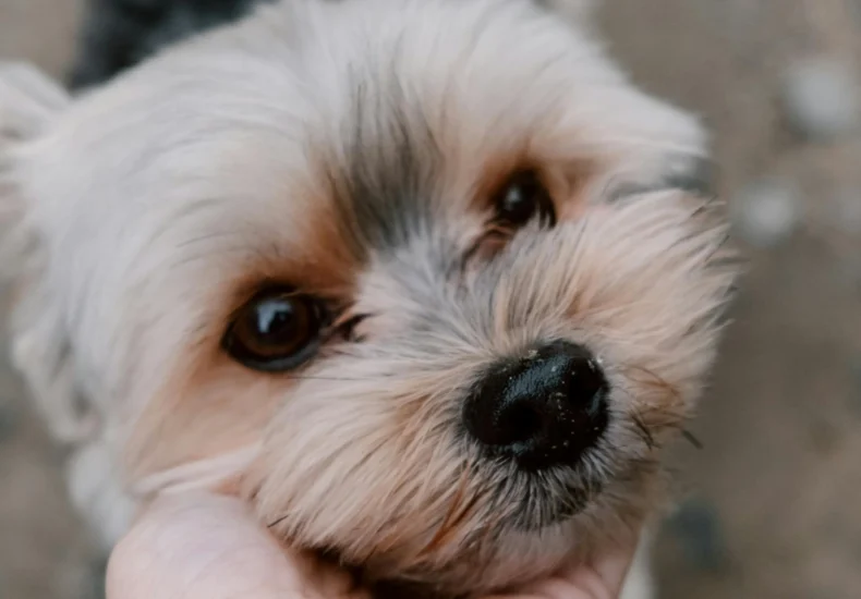 Adorable Yorkshire Terrier puppy with a person's hand on its face, looking up cutely outdoors.