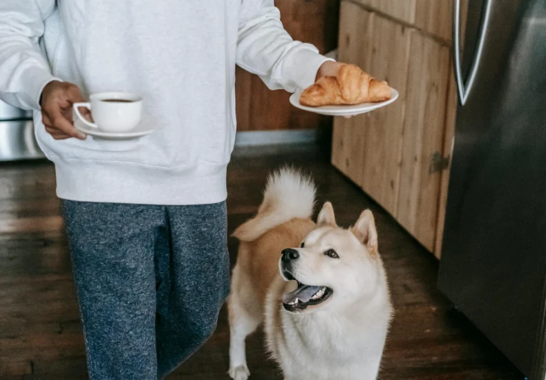 Crop faceless young male owner in casual clothes walking in kitchen near curious Akita Inu dog with coffee cup and plate with croissant in hands