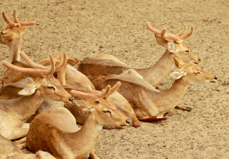 A peaceful scene of several fallow deer lying together on arid, sandy terrain.