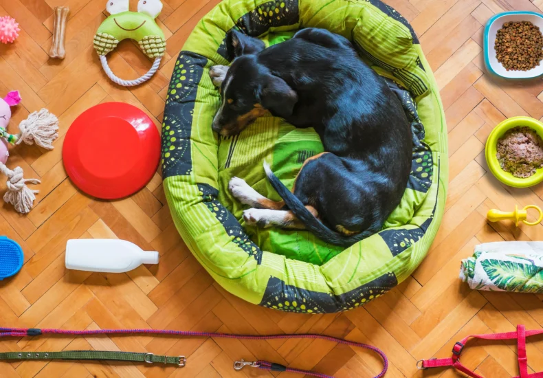 A dog relaxing in a bed surrounded by various pet accessories on a wooden floor.