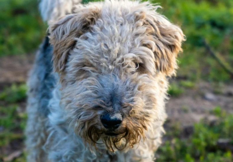 Adorable Wire Fox Terrier enjoying an outdoor adventure in a lush, green setting.