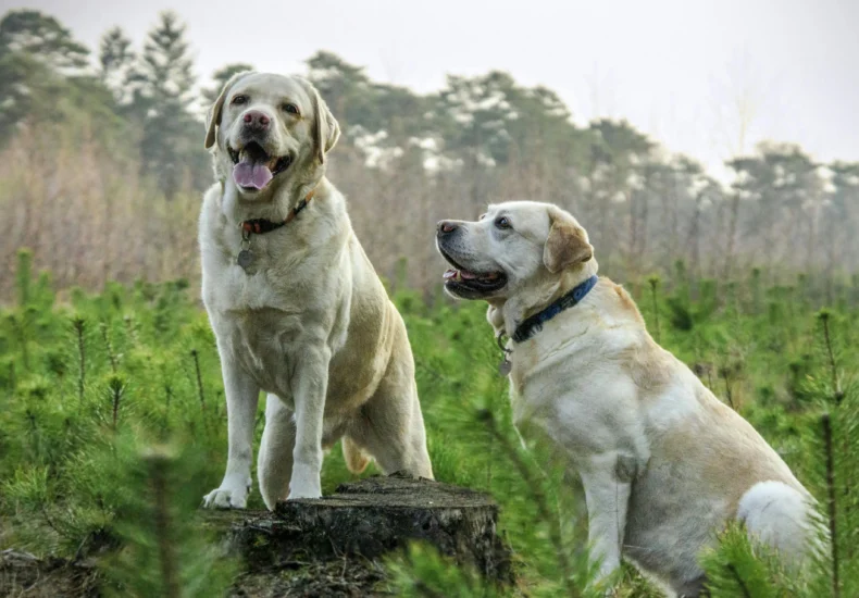 Two Labrador Retrievers enjoying a walk in a lush green forest, showcasing nature's beauty.