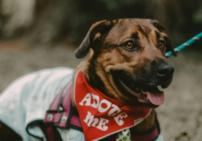 Dog in fashionable attire lying on grass in São Paulo park, wearing an 'Adopt Me' bandana.