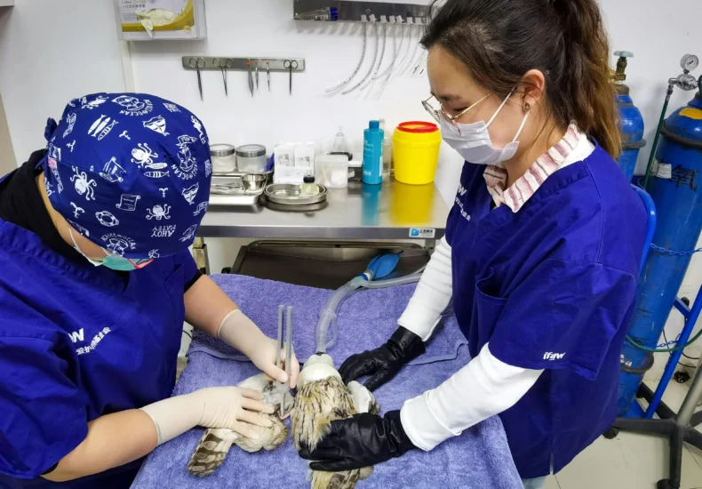 Veterinarians performing surgery on an owl at a rescue center in Beijing.