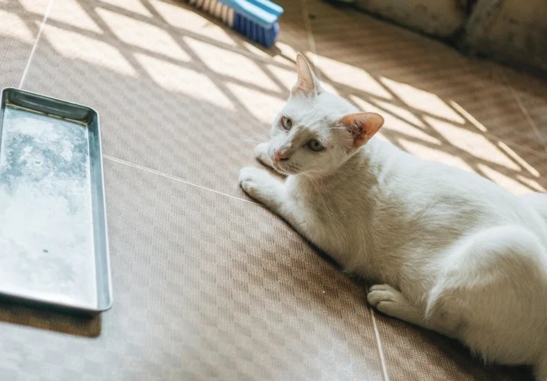 Close-up of a white domestic cat relaxing indoors on a sunlit tiled floor.