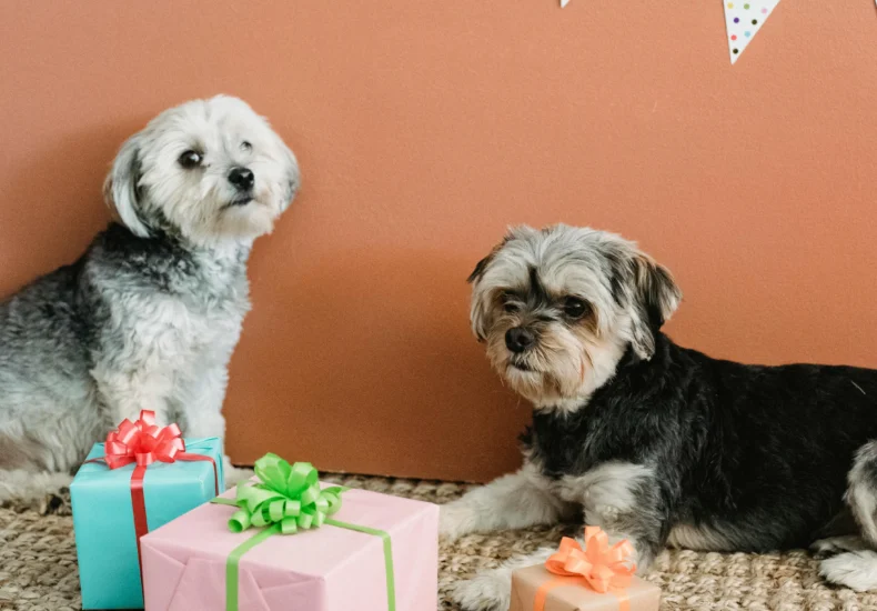 Calm obedient Yorkshire Terriers lying on carpet near colorful gift boxes while resting at home with festive decorations