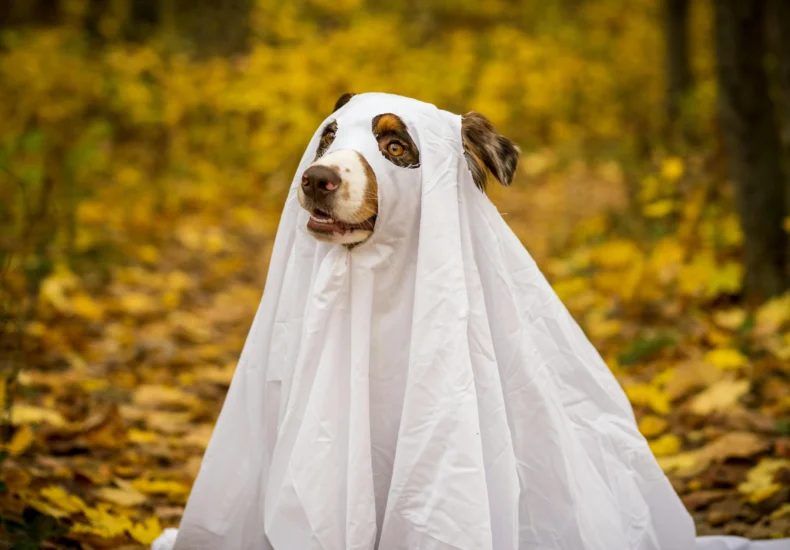 A playful dog in a ghost costume sits among colorful autumn leaves in a forest setting.