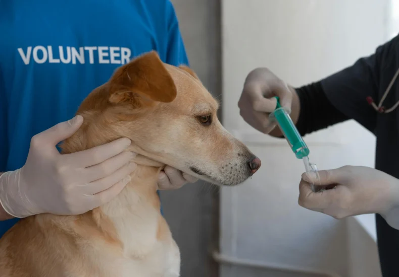 A veterinarian prepares to vaccinate a dog, assisted by a volunteer in a clinic setting.