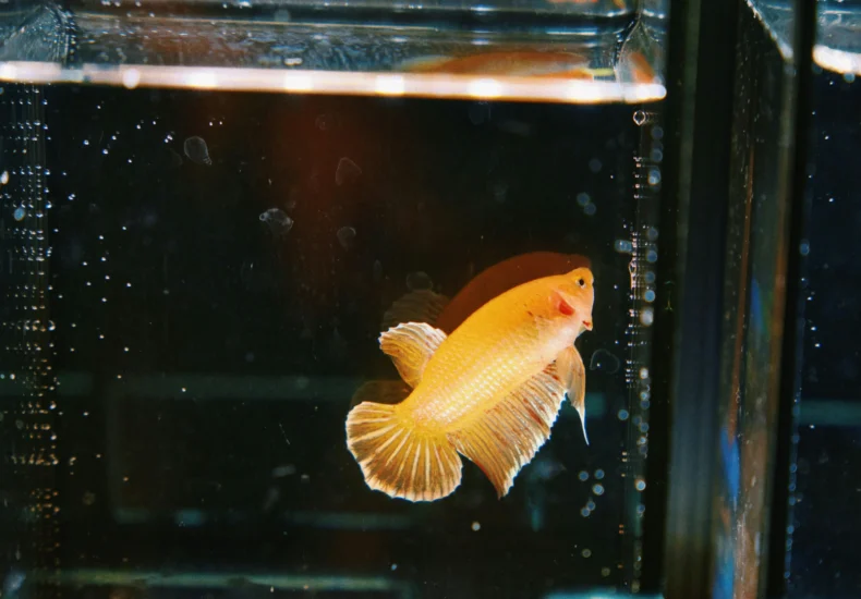 A vibrant yellow Betta fish swims gracefully in a glass aquarium tank.