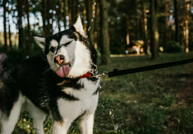 Siberian Husky on a leash in a forest, playfully shaking off water on a sunny day.