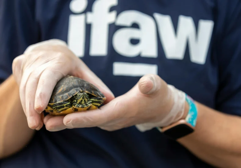 Close-up of a veterinarian holding a turtle at a rescue center, showcasing care and wildlife protection.