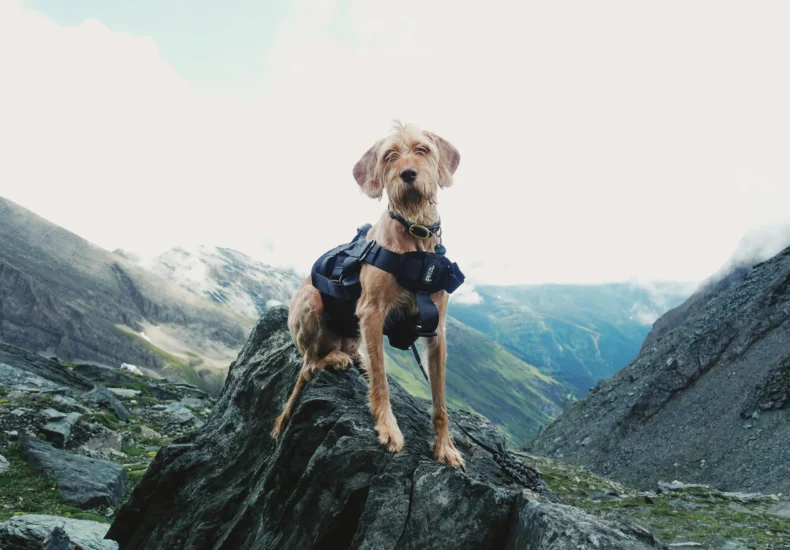 A cute dog wearing a harness explores a rocky mountain setting, showcasing adventure.