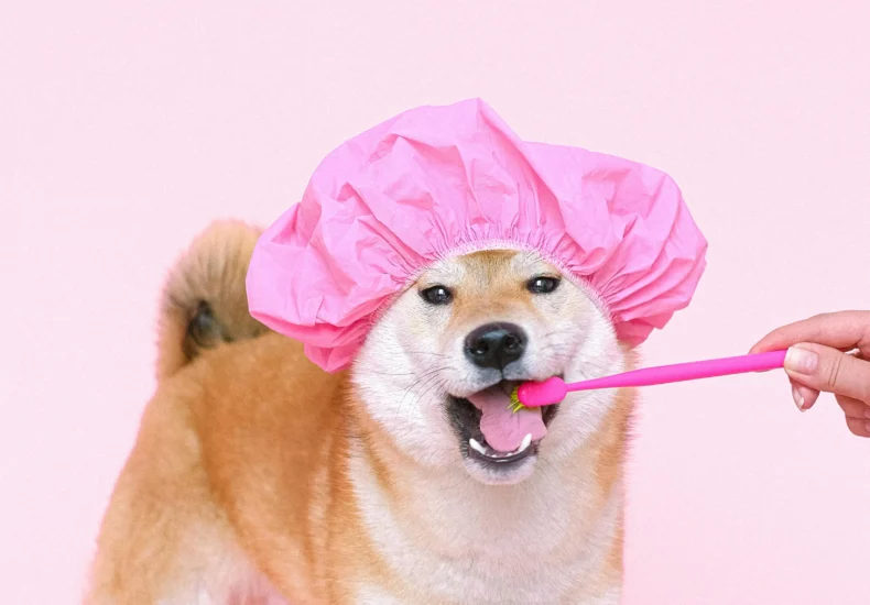 Cute Shiba Inu wearing a pink cap, brushing teeth on a pink background.