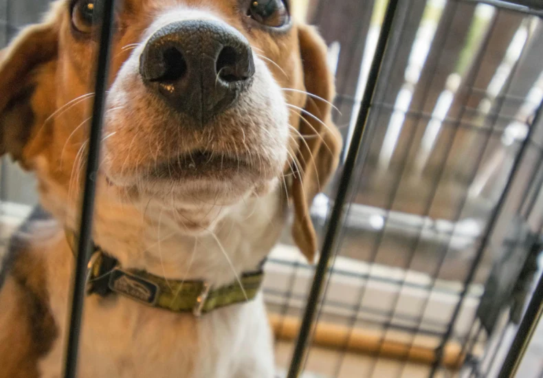 Close-up of a curious beagle dog looking up from its indoor cage.
