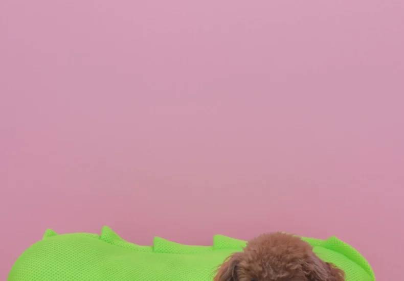 Cute brown puppy in a hot dog-shaped bed with pink wall backdrop, Japan