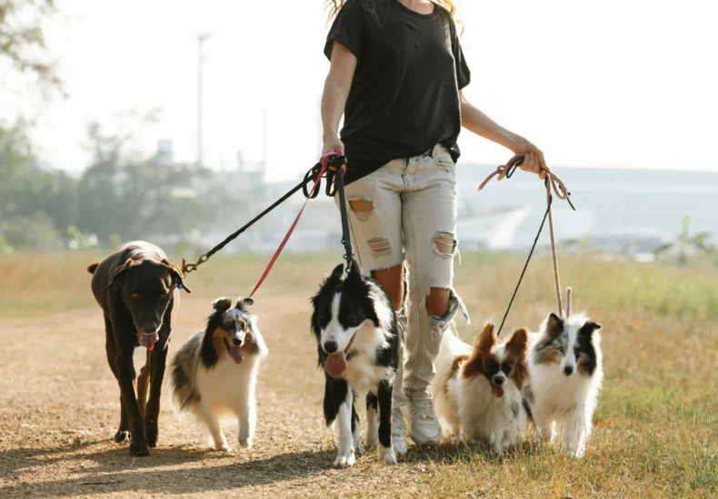 Crop positive female strolling on path with group of dogs on leashes in rural area of countryside with green trees