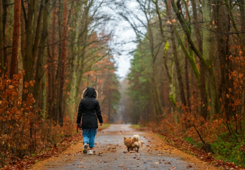 A child wearing a hood walks a small dog along a forest path lined with autumn leaves.