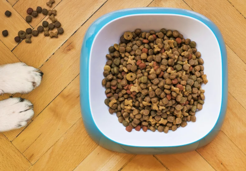 A dog's paws beside a kibble-filled bowl on a wooden floor, shot from above.