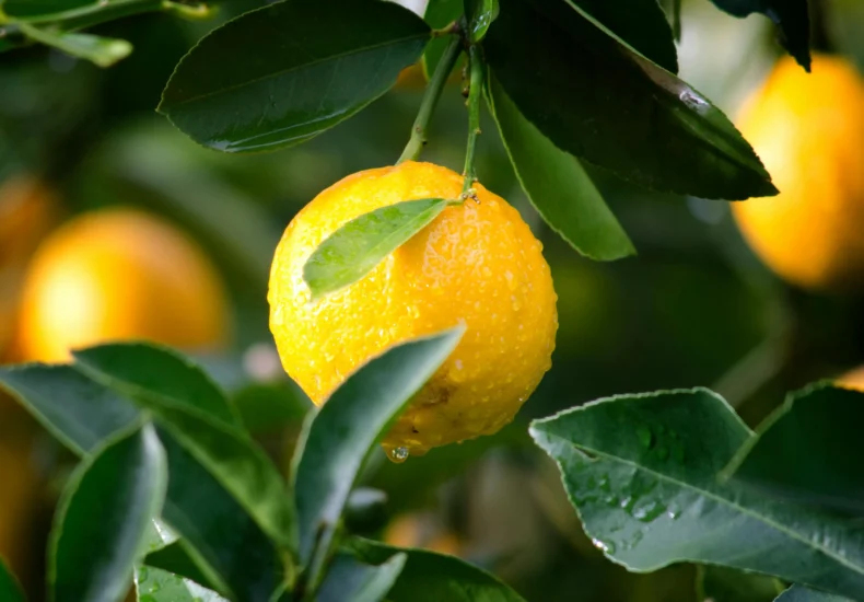 Close-up of a ripe lemon with dewdrops surrounded by green leaves, symbolizing freshness and vitality.