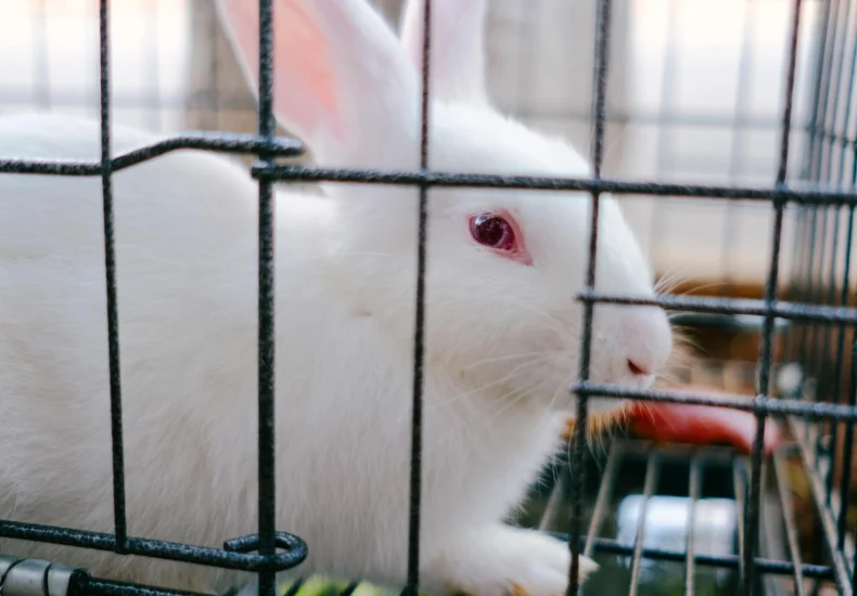 A cute white rabbit with pink eyes peering from a cage, showcasing its soft fur.