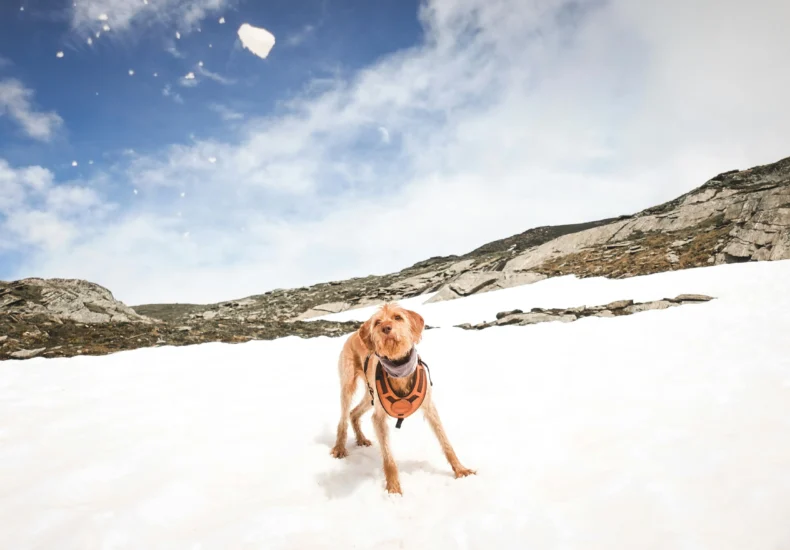 Wirehaired vizsla playing in snow against a rocky backdrop, showcasing the winter adventure spirit.