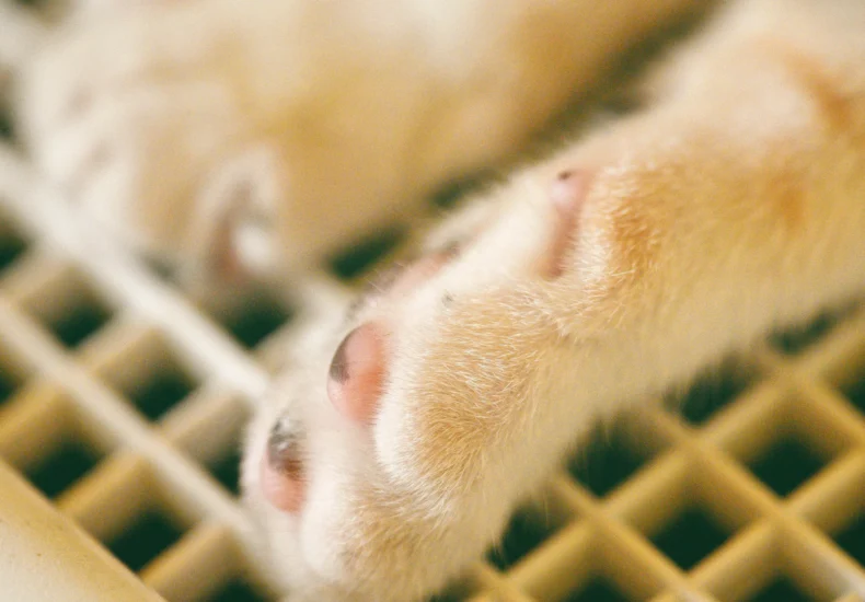Detailed close-up of a feline's paws resting on a grate, showcasing cute and soft details.