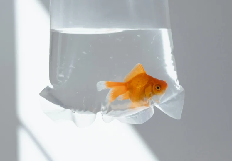 Close-up of an orange goldfish inside a clear plastic bag filled with water.