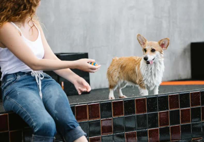 Crop unrecognizable female with small ball teaching Welsh Corgi Pembroke with tongue out against pool on gray background