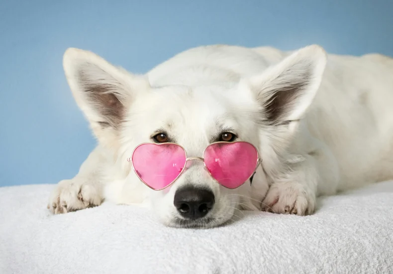 Adorable white dog wearing pink heart sunglasses on a soft surface against a blue background.