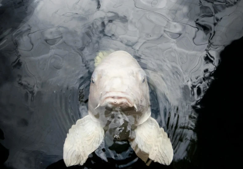 A serene image of a white fish gracefully swimming in dark, still water.