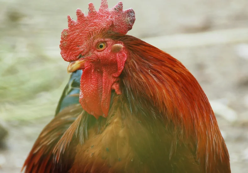 Cockerel