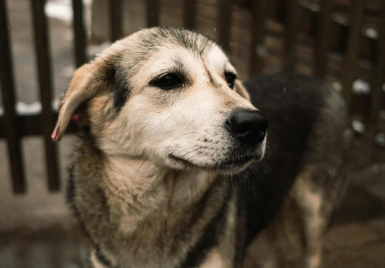 A serene close-up of a domestic dog with a soft expression in an outdoor setting.