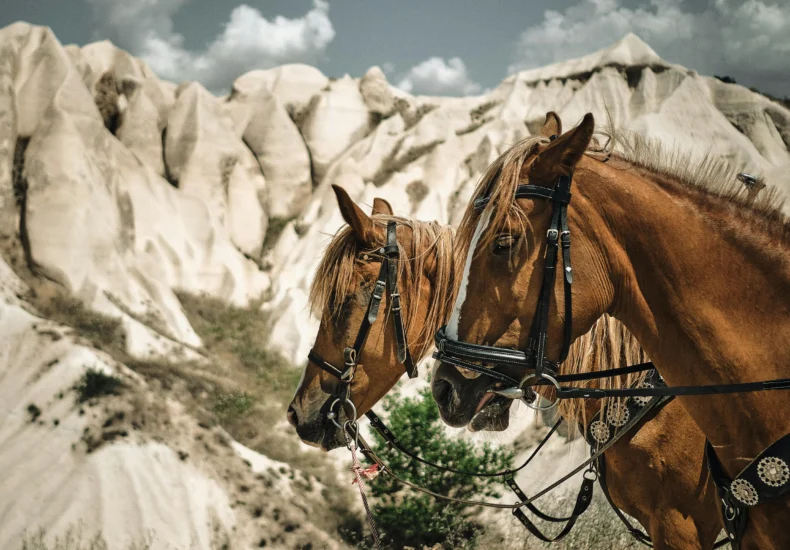 Two horses with harnesses in front of unique rock formations under a cloudy sky.