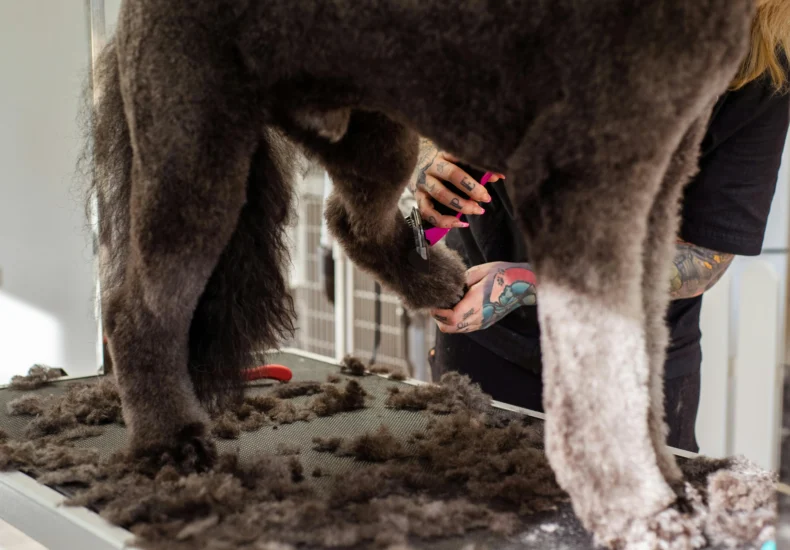 A professional groomer trimming a large dog's fur indoors, showcasing grooming tools.