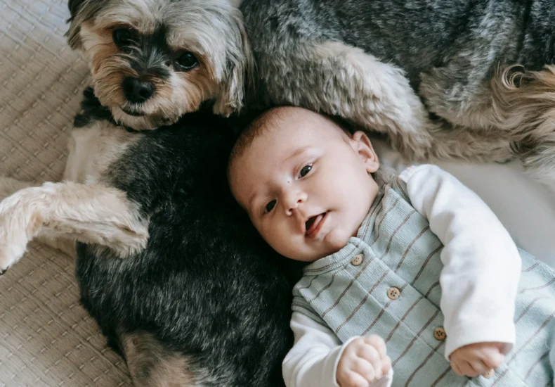 A peaceful moment with a baby and Yorkshire Terrier dog lying together on a bed indoors.