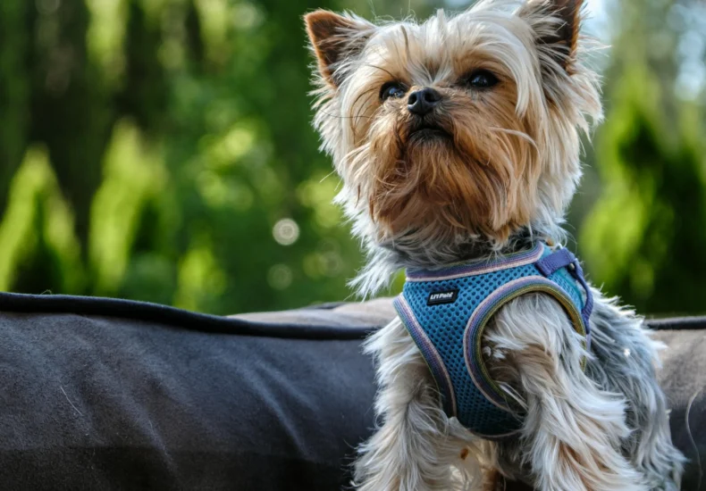 Adorable Yorkshire Terrier relaxing on an outdoor dog bed on a sunny day.