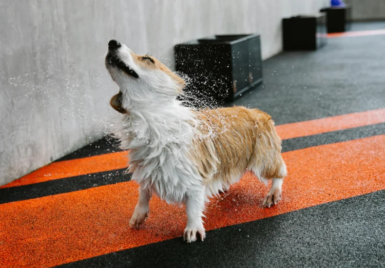 Small purebred dog with wet coat shaking off splashing aqua on walkway with marking lines