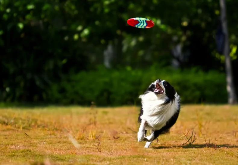 Active Border Collie playing in a park, eagerly chasing a frisbee on a sunny day.