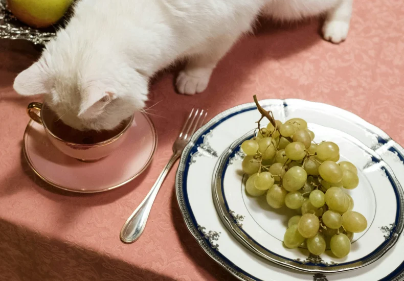 A cute white cat exploring a tea cup on a dinner table with grapes on a plate.