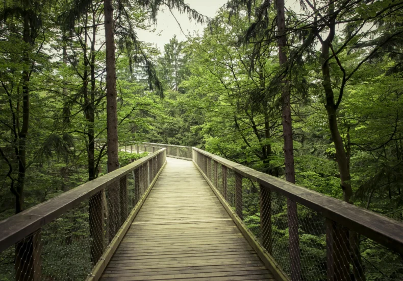 Explore a scenic wooden walkway through a serene green forest, perfect for nature lovers and hikers.