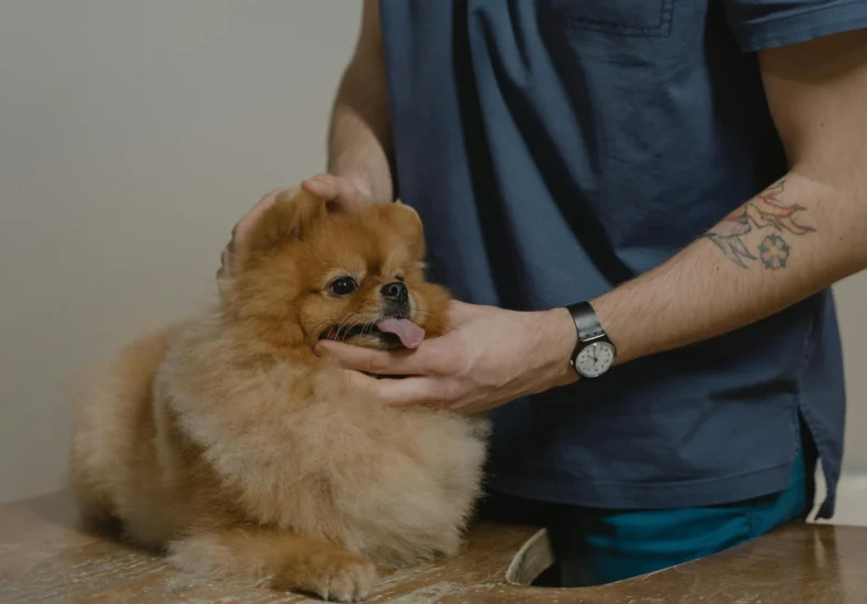 A veterinarian examines a fluffy Pomeranian dog on a table, providing care and comfort.