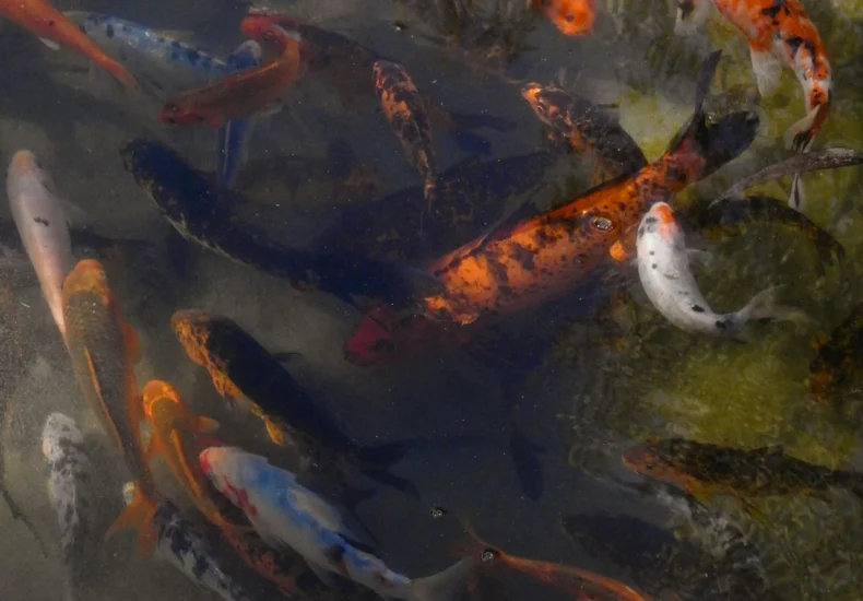 A dynamic image showcasing colorful koi fish swimming gracefully in clear pond water.