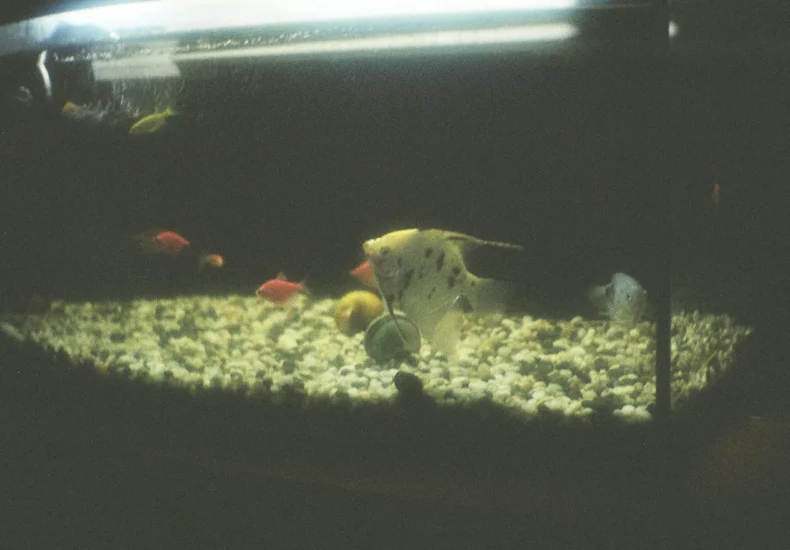 A tranquil aquarium scene featuring angelfish and colorful fish, captured in low light.