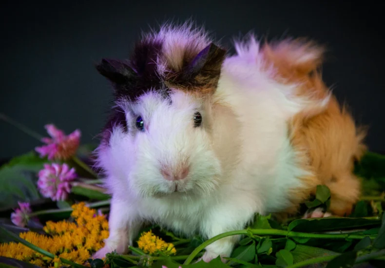 Cute guinea pig sitting among colorful flowers and green leaves in a studio setting.