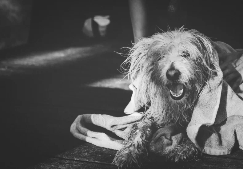 Adorable wet dog being dried with a towel outdoors, captured in black and white.