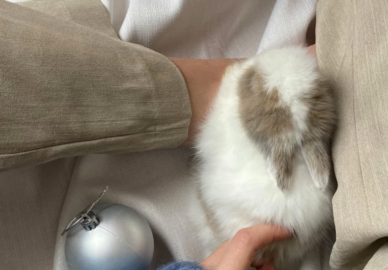 Top view of unrecognizable female in sweater sitting with cute rabbit during holiday on crumpled textile with Christmas baubles and tinsel