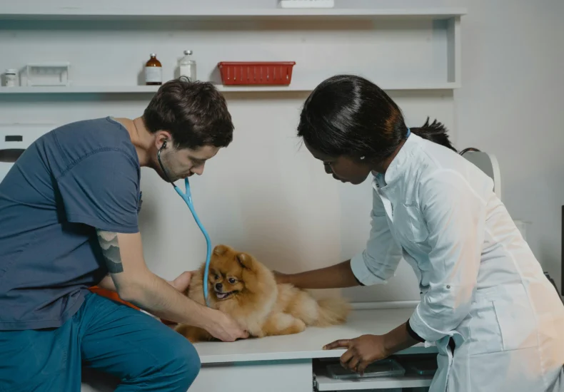 Veterinarian team examining a Pomeranian dog at a clinic, ensuring pet health.