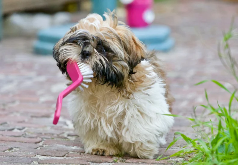 An adorable Shih Tzu puppy playing with a brush on a sunny day, showing its playful nature.
