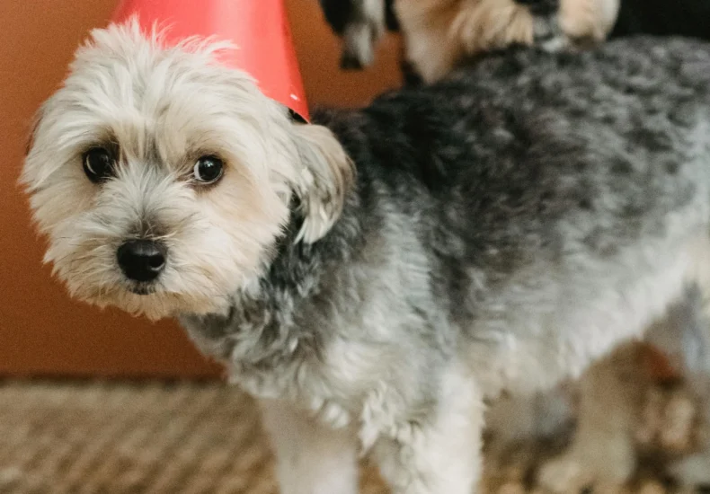 Calm purebred Yorkshire Terriers in colorful party hats standing on carpet with small decorative birthday cake in light room with festive decorations
