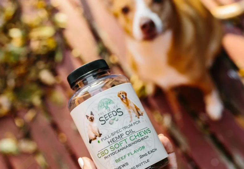 Hand holds bottle of CBD soft chews, with blurred dog on a rustic deck, North Little Rock.
